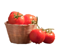 large tomatoes on twigs in a basket